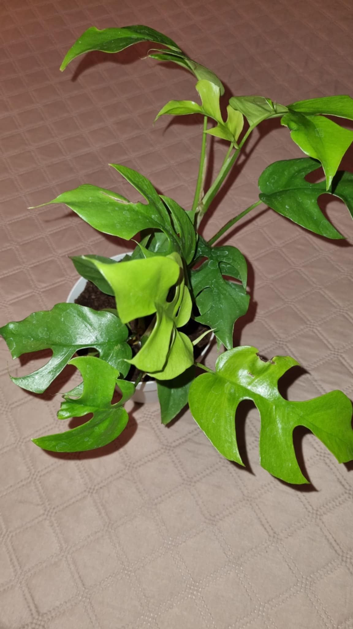Mini Monstera
