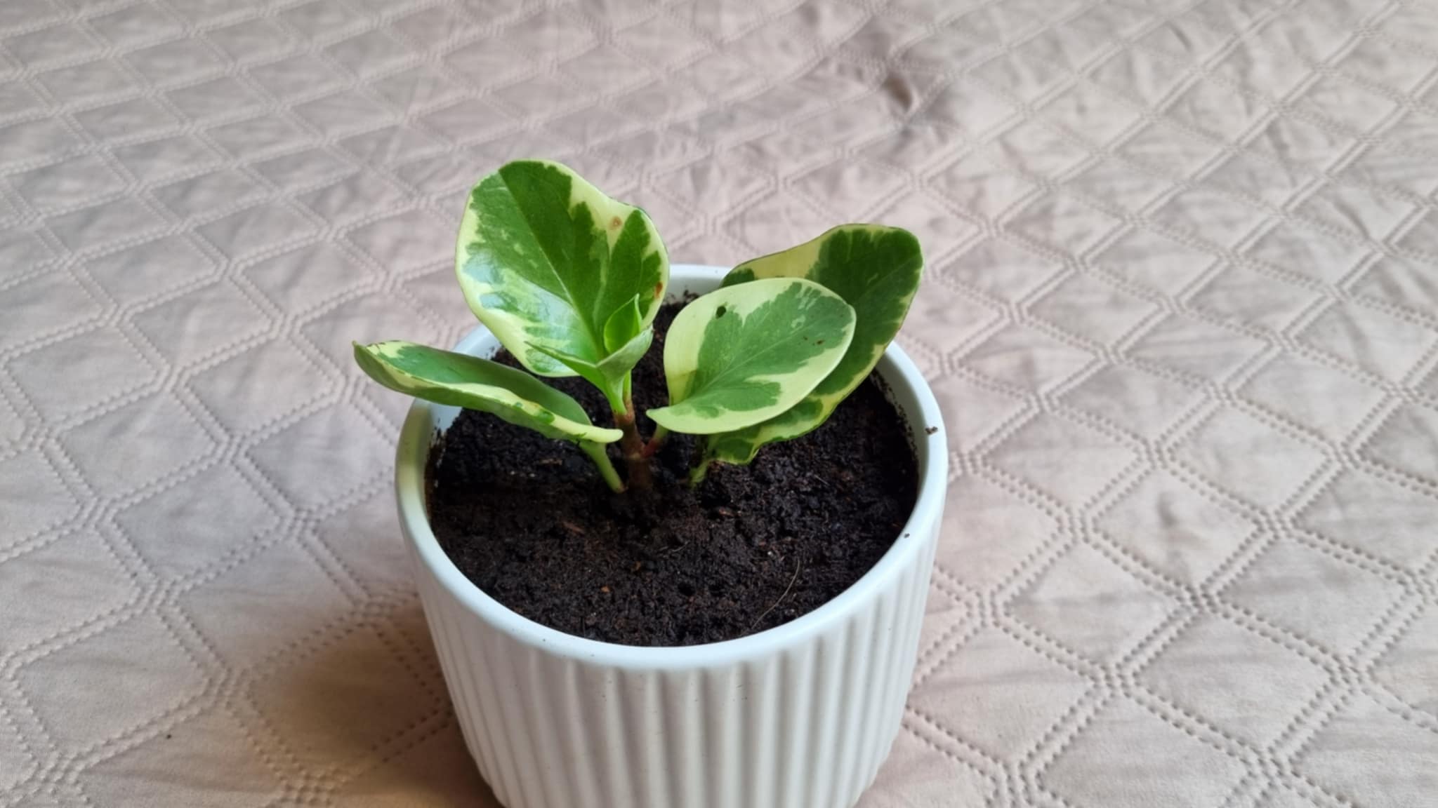 Baby Rubber Plant