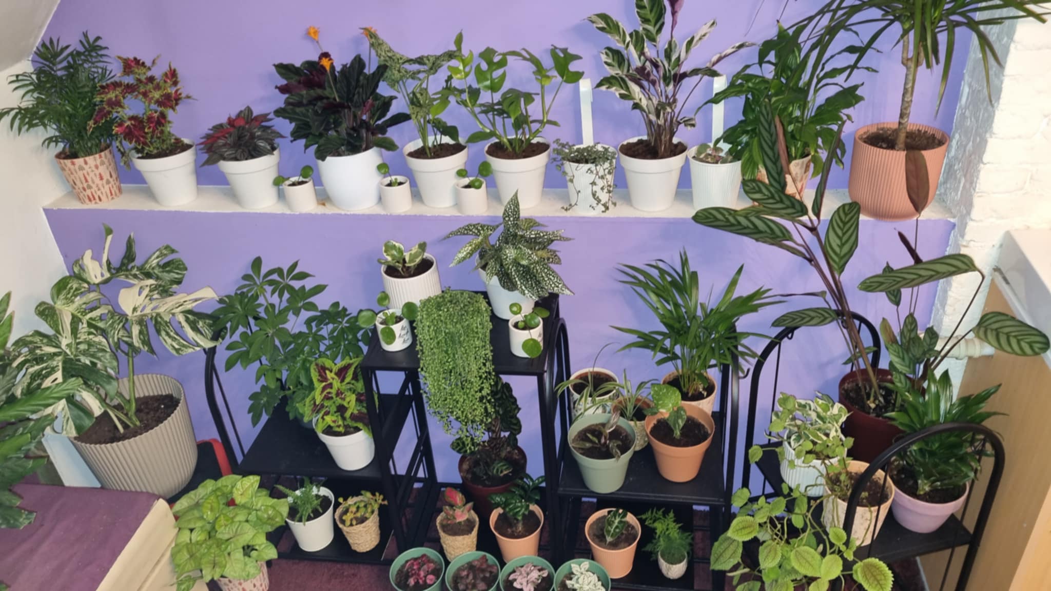 Plants Background