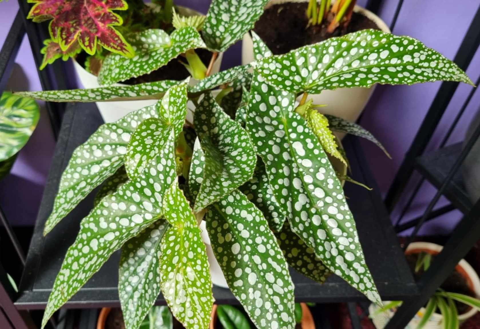Polka Dot Begonia