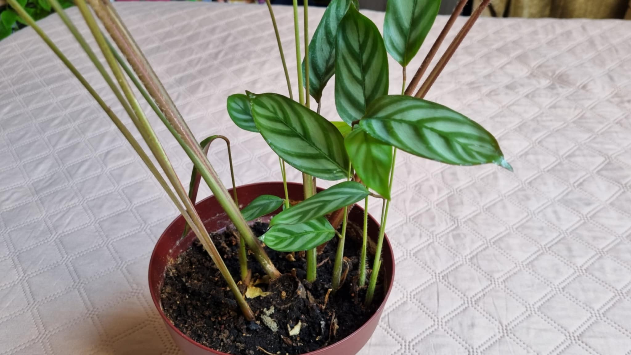 Prayer Plant