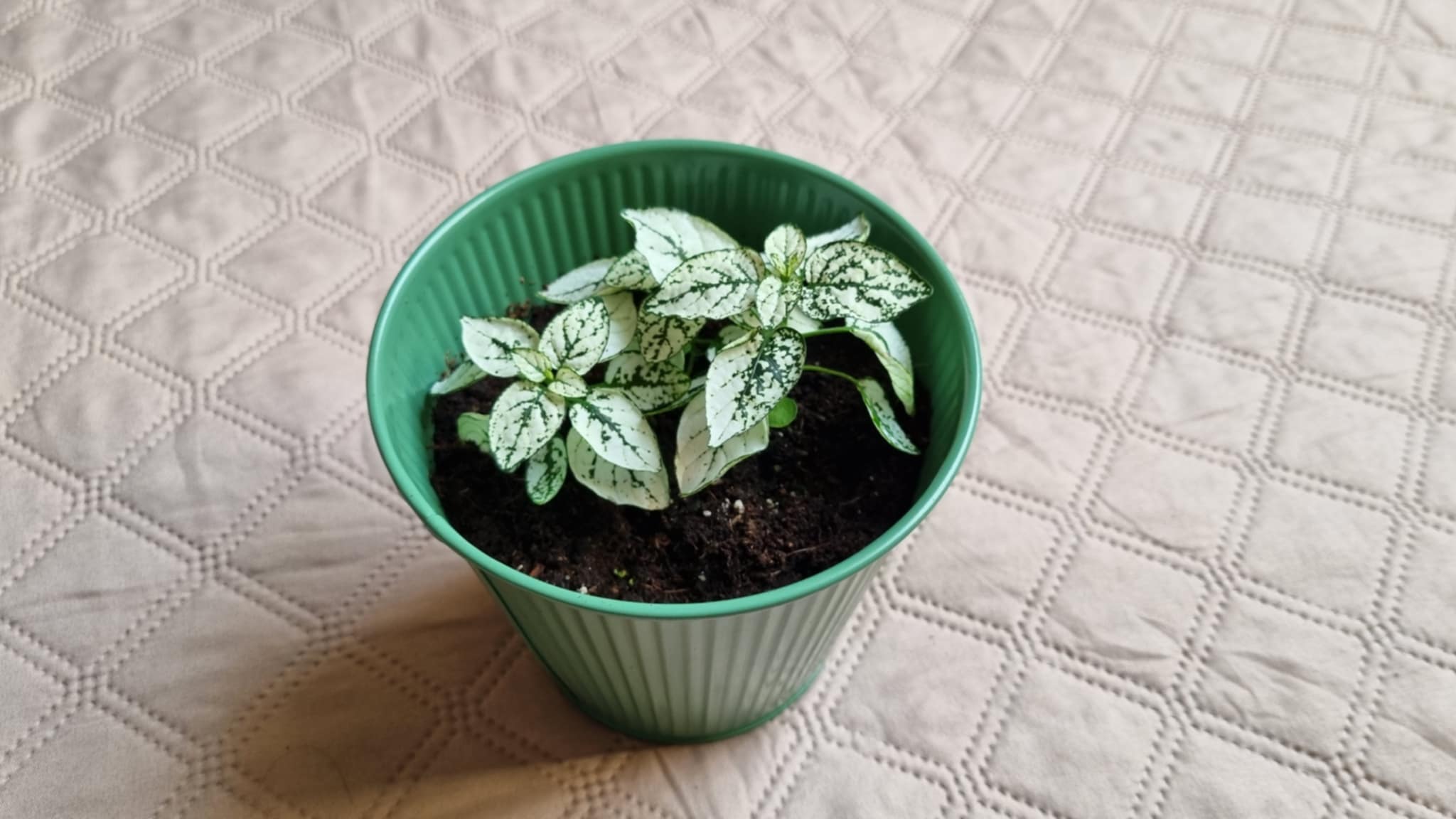 Polka Dot Plant