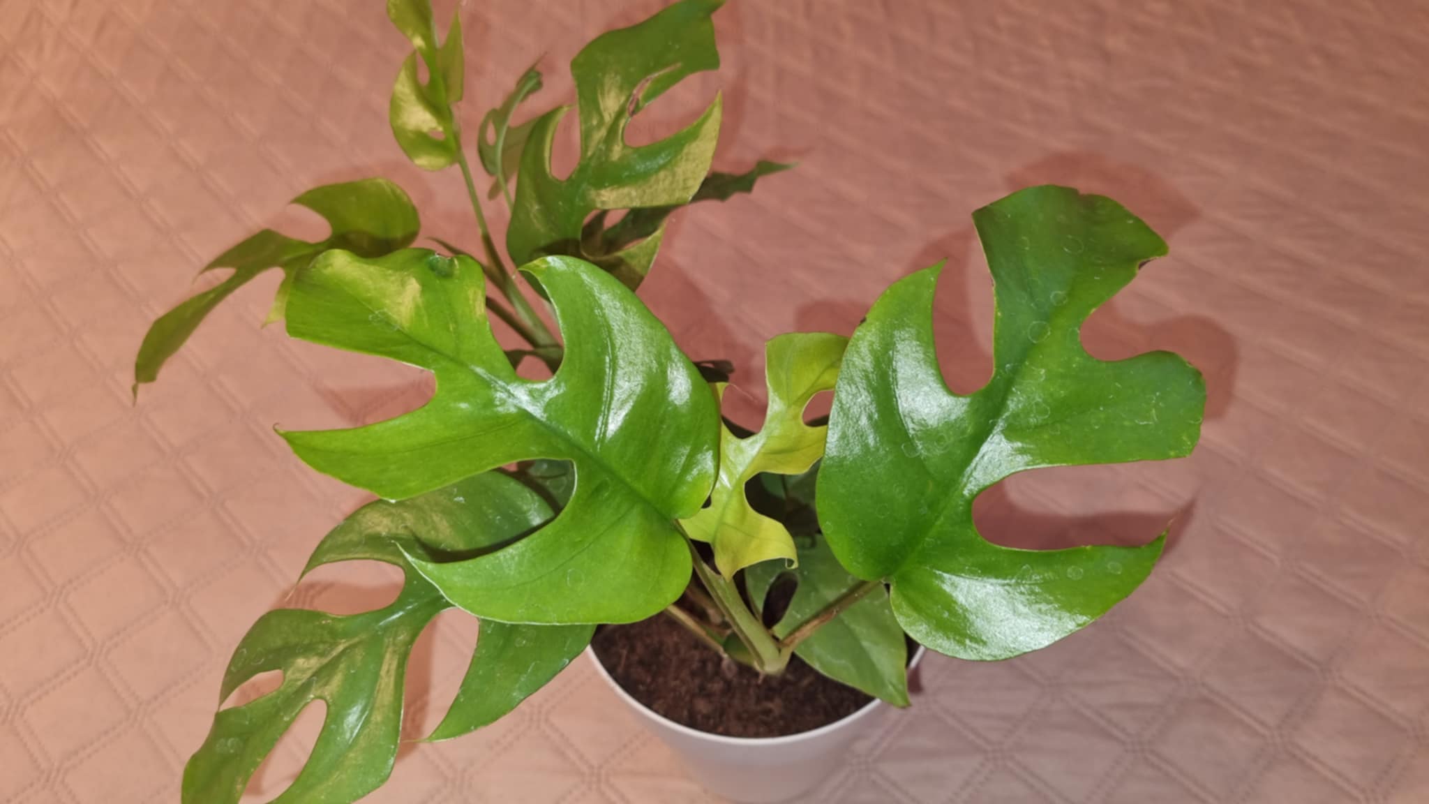 Monkey Mask Variegated