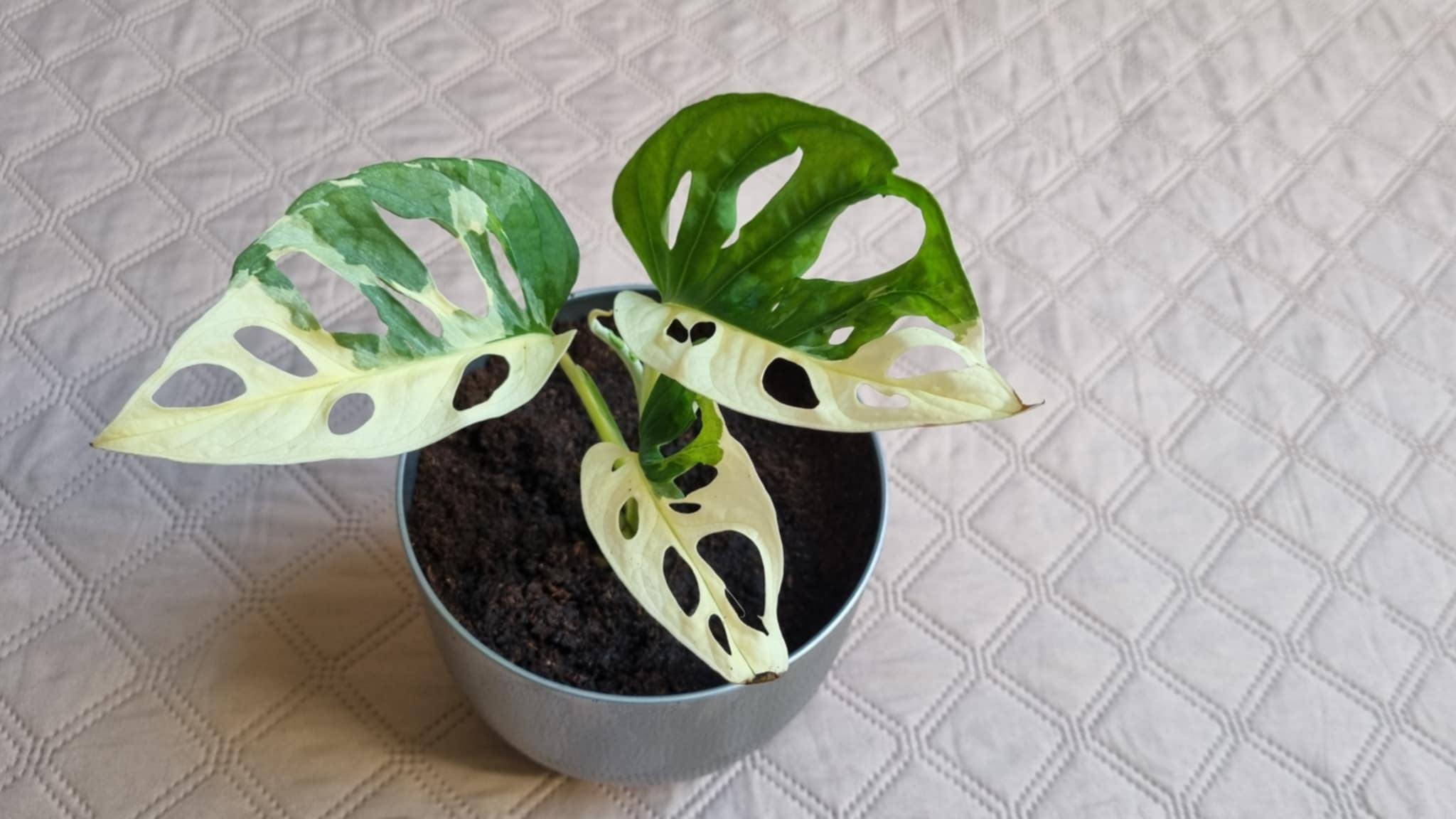 Monkey Mask Variegated