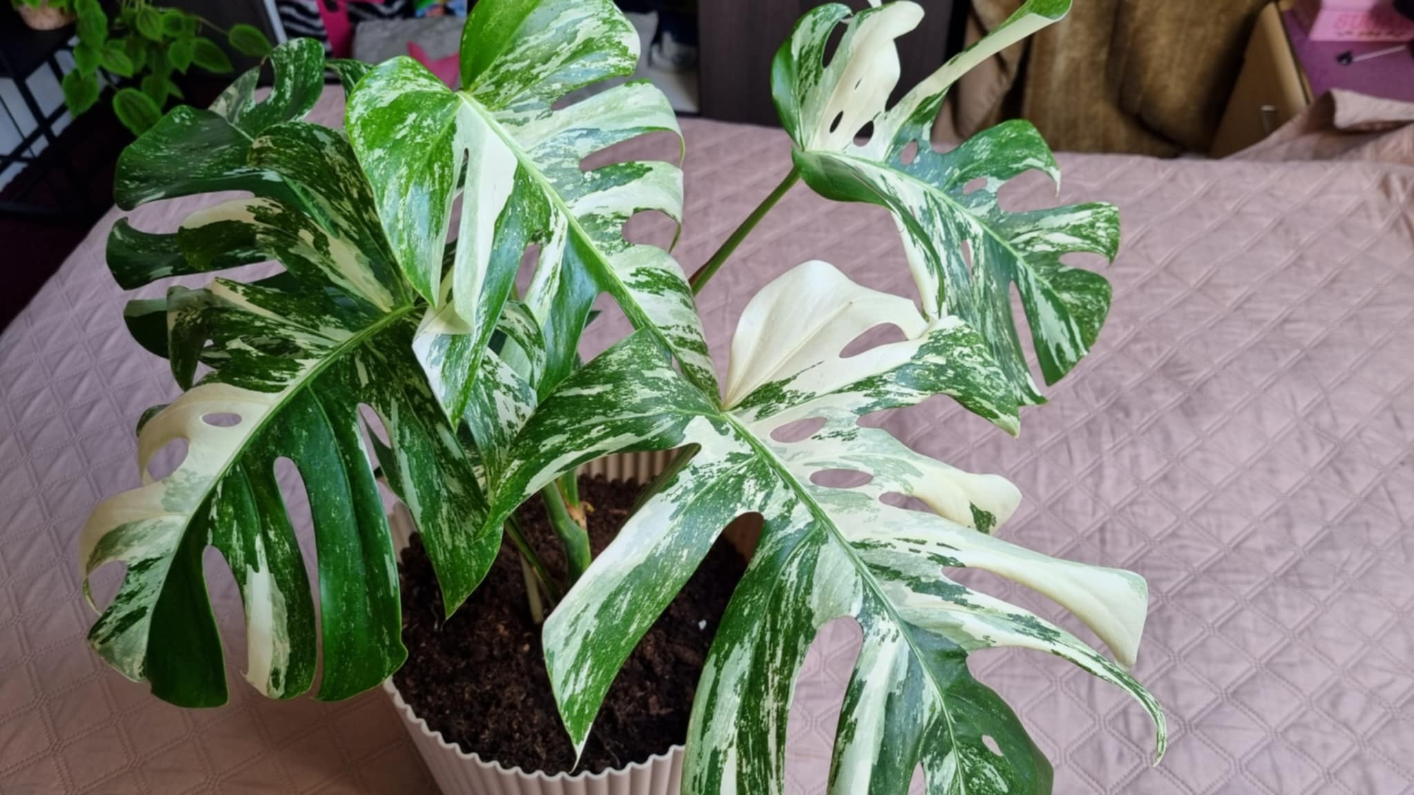 Monstera Albo Variegata