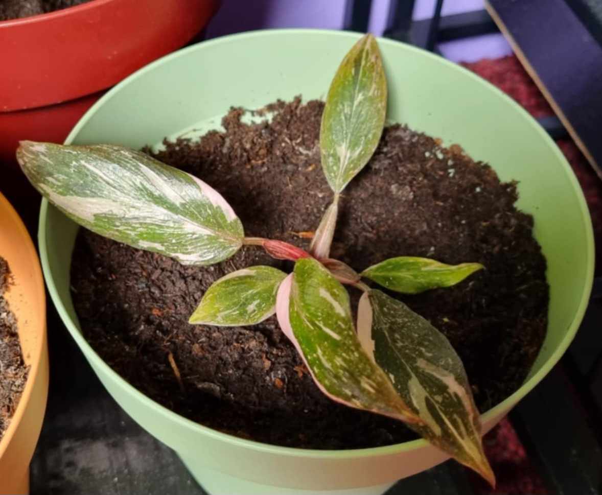 Philodendron Pink Princess