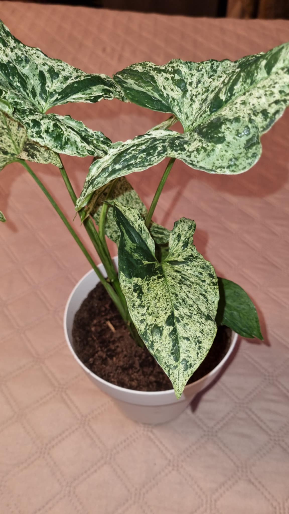 Mottled Arrowhead Plant