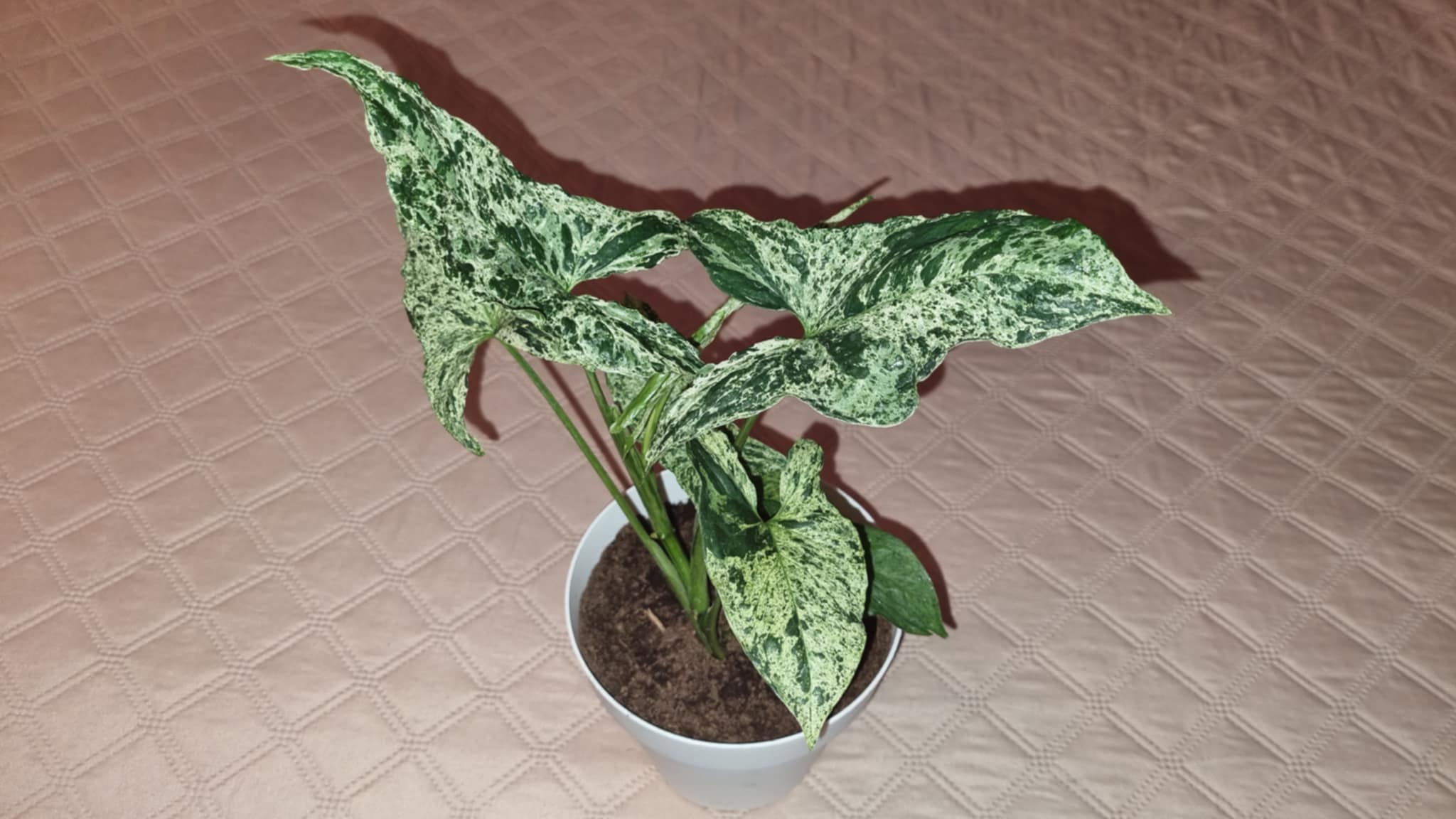 Mottled Arrowhead Plant